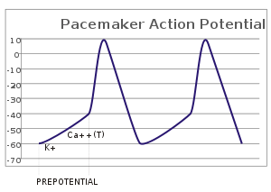 A plot of action potential (mV) vs time. The membrane potential is initially -60 mV, rise relatively slowly to the threshold potential of -40 mV and then quickly spikes at a potential of +10 mV, after which it rapidly returns to the starting -60 mV potential. The cycle is then repeated.